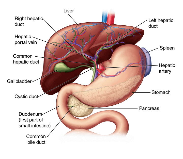 Anatomía del hígado: las etapas de la enfermedad hepática